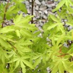 Acer palmatum 'Anne Irene' �