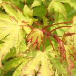 Acer palmatum 'Anne Irene' �