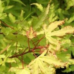 Acer palmatum 'Anne Irene' �