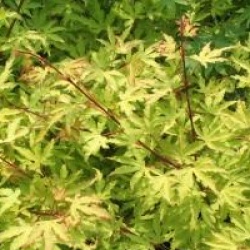 Acer palmatum 'Anne Irene' �