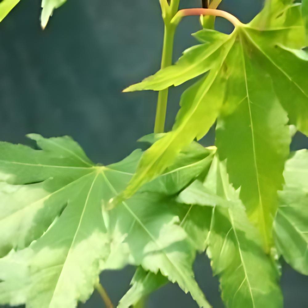Acer palmatum 'Going Green�'  - �rable du Japon Going Green