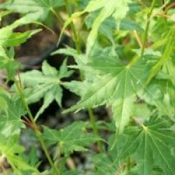 Acer palmatum 'Going Green' �