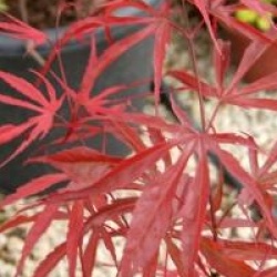 Acer palmatum 'Peve Dave'