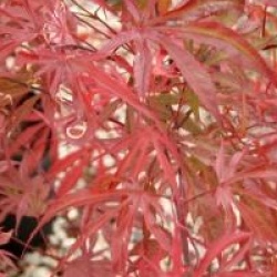 Acer palmatum 'Peve Dave'