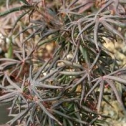 Acer palmatum 'Starfish' � - �rable du Japon Starfish