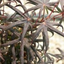 Acer palmatum 'Starfish' �