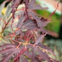 Acer palmatum 'Manyo-no-sato'