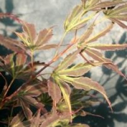 Acer palmatum 'Manyo-no-sato'