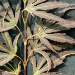Acer palmatum 'Manyo-no-sato' - �rable du Japon Manyo-no-sato