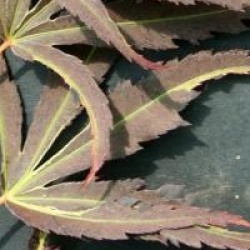 Acer palmatum 'Manyo-no-sato'