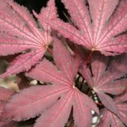 Acer palmatum 'Amagi Shigure' - �rable du Japon Amagi Shigure