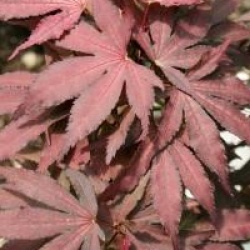 Acer palmatum 'Amagi Shigure'