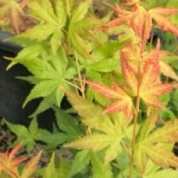 Acer palmatum 'Bi H�' - �rable du Japon Bi H�