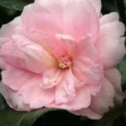 Camellia hiemalis 'Interlude'