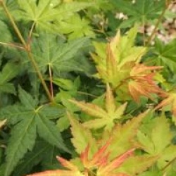 Acer palmatum 'Bi H�'