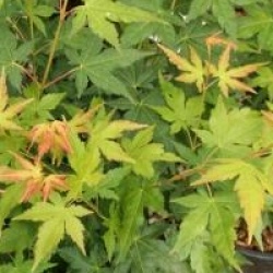 Acer palmatum 'Bi H�'
