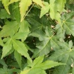 Acer palmatum 'Bi H�'