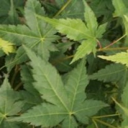 Acer palmatum 'Bi H�'