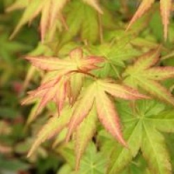 Acer palmatum 'Bi H�'