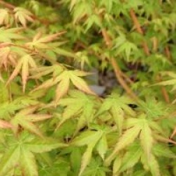 Acer palmatum 'Bi H�'