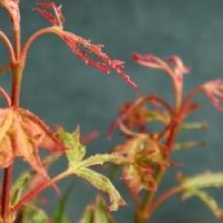 Acer palmatum 'Kaba' 