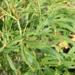 Acer palmatum 'Kaba' 