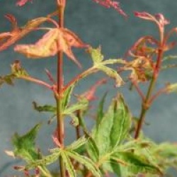 Acer palmatum 'Kaba' 