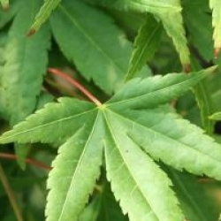 Acer palmatum 'Ryusen' - �rable du Japon Ryusen