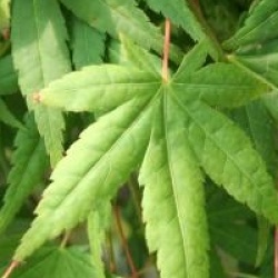 Acer palmatum 'Ryusen'