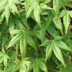 Acer palmatum 'Ryusen'