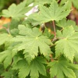 �rable du Japon � feuilles de vigne