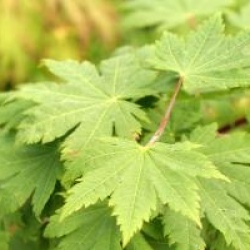 Acer japonicum 'Vitifolium'