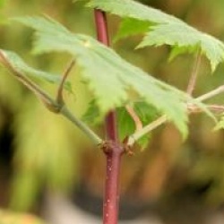 Acer japonicum 'Vitifolium'