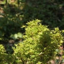 Acer platanoides 'Nowusch'