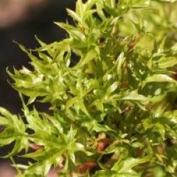 Acer platanoides 'Nowusch'