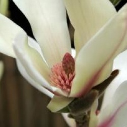 Magnolia Sunrise