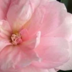 Camellia hiemalis 'Interlude'