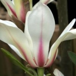 Magnolia 'Sunrise'