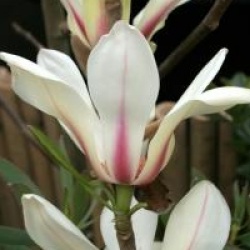 Magnolia 'Sunrise'