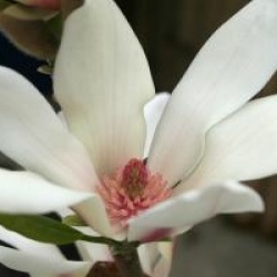 Magnolia 'Sunrise'
