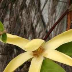 Magnolia 'Daphne'
