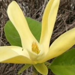 Magnolia 'Daphne'