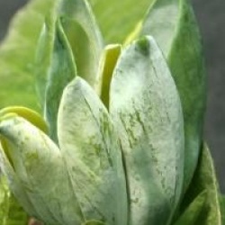 Magnolia acuminata 'Blue Opal'