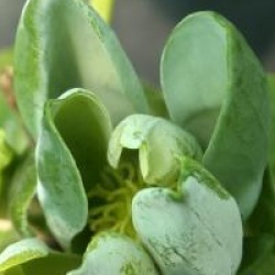 Magnolia acuminata 'Blue Opal'