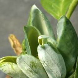 Magnolia acuminata 'Blue Opal'