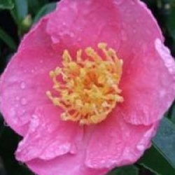 Camellia hiemalis 'Pink Goddess'