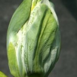 Magnolia acuminata 'Blue Opal'