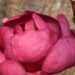 Magnolia 'Black Tulip'