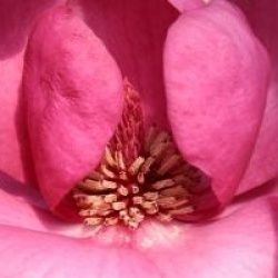 Magnolia 'Black Tulip'