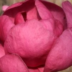 Magnolia 'Black Tulip'